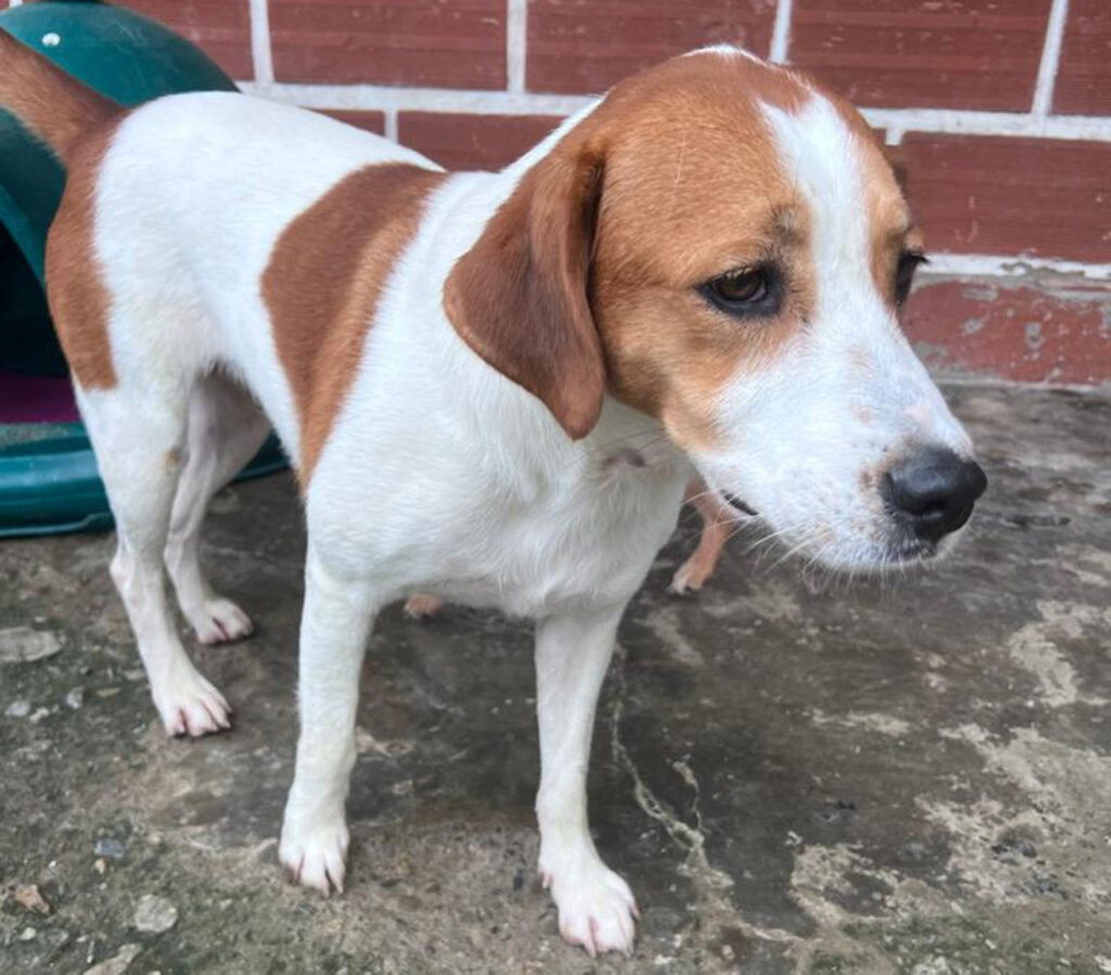 Albergue Amor Peludo