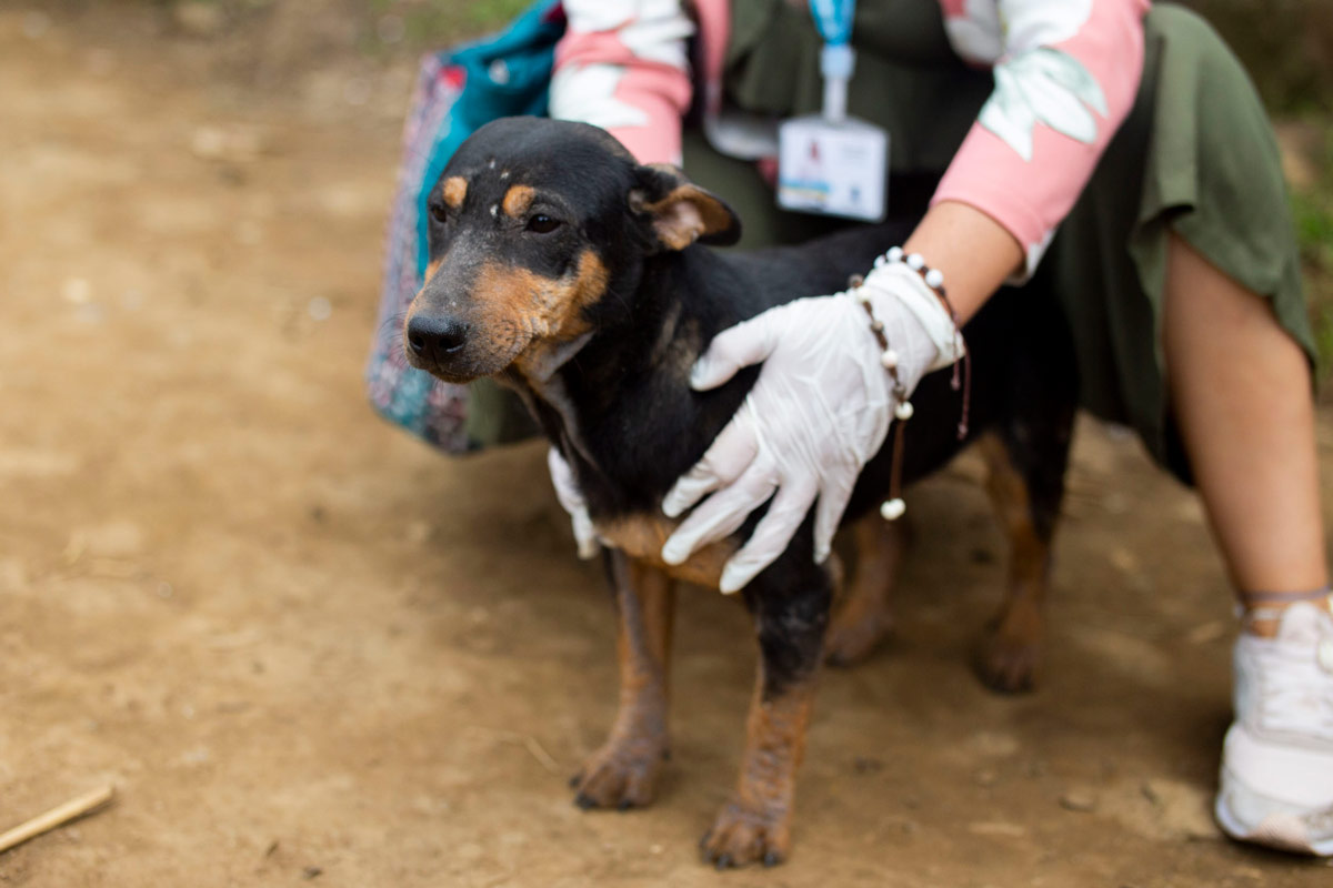 Jornada de adopciones