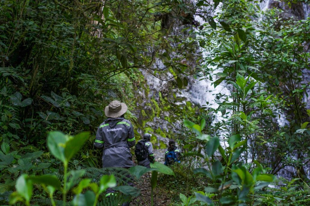 Por primera vez fue avistada la especie de ave conocida como arrendajo culiamarillo en el Alto de San Miguel