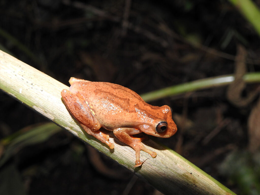 Rana endémica colombiana Dendropsophus bogerti.
