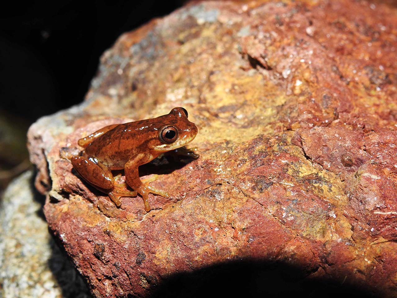 Rana endémica colombiana Dendropsophus bogerti.