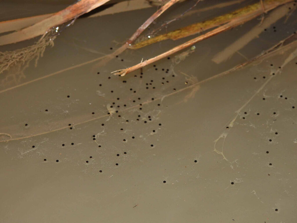 Rana endémica colombiana Dendropsophus bogerti.