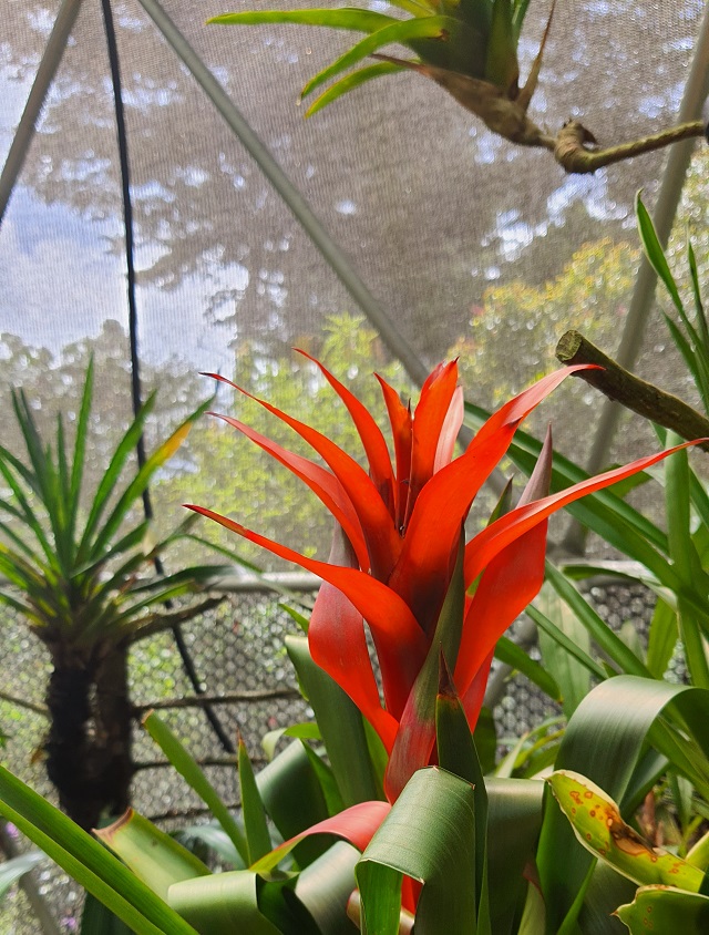 Guzamania faciatta bromelia