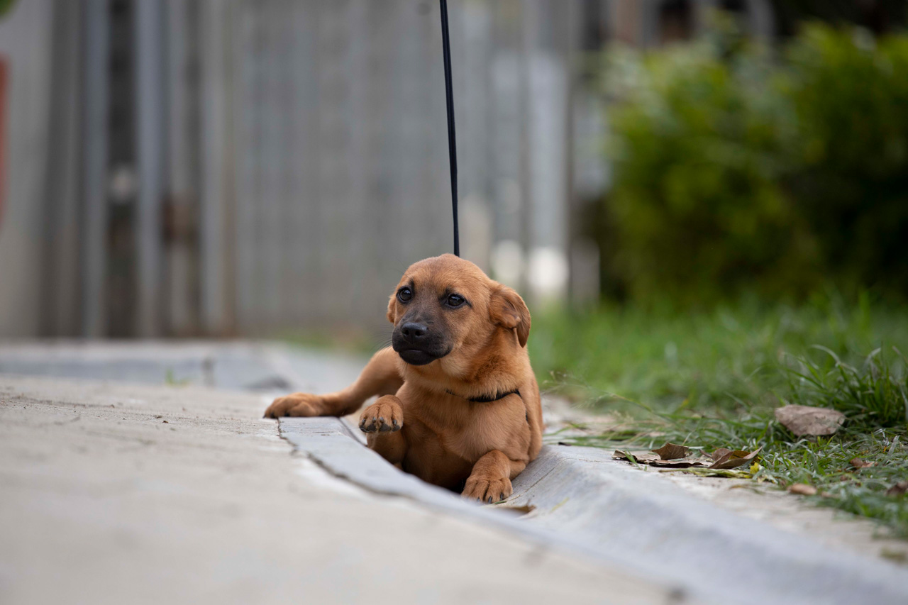 Con protocolo de atención, este año se han rescatado 1.337 animales de compañía vulnerables en Medellín