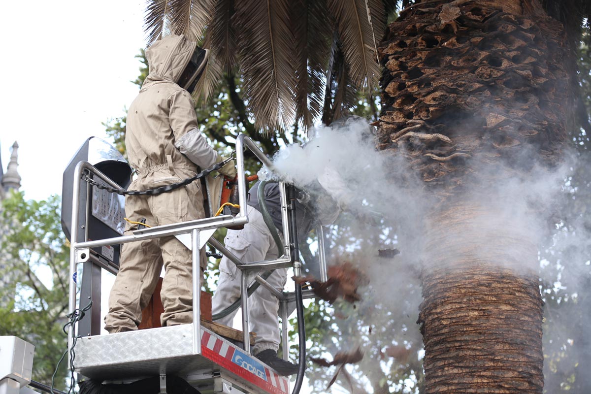 Aumento de abejas en la ciudad