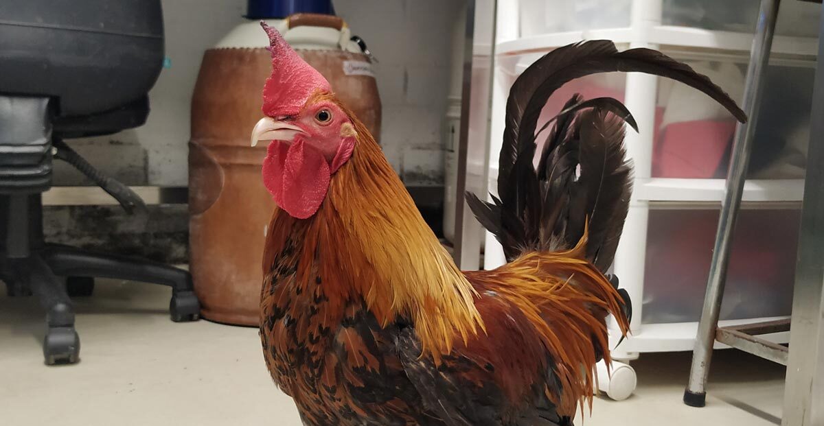 Prótesis para gallo protegido