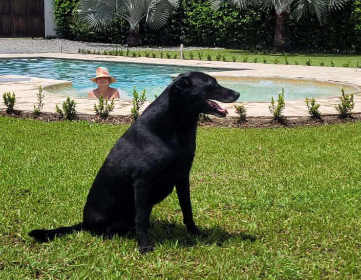 Adopción de perro atropellado-Jacob