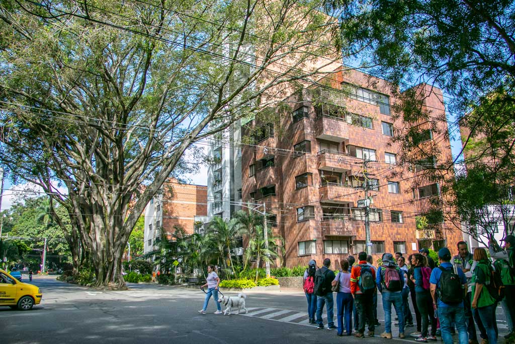 Tala de árbol patrimonial