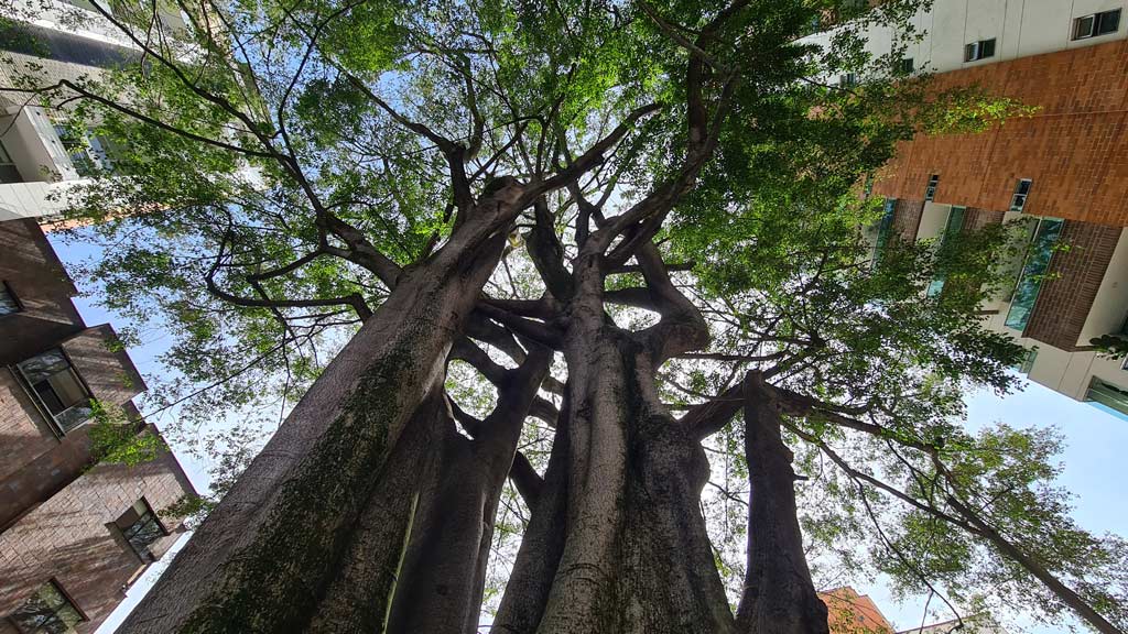 Tala de árbol patrimonial