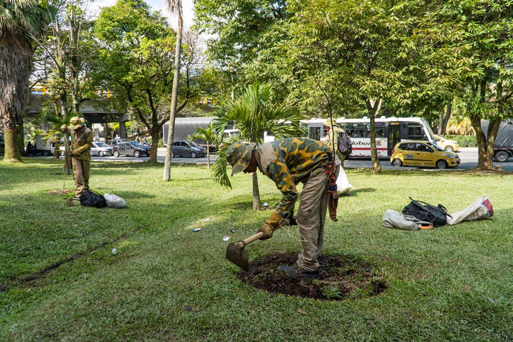 Más de 11.000 árboles sembrados en el cuatrienio