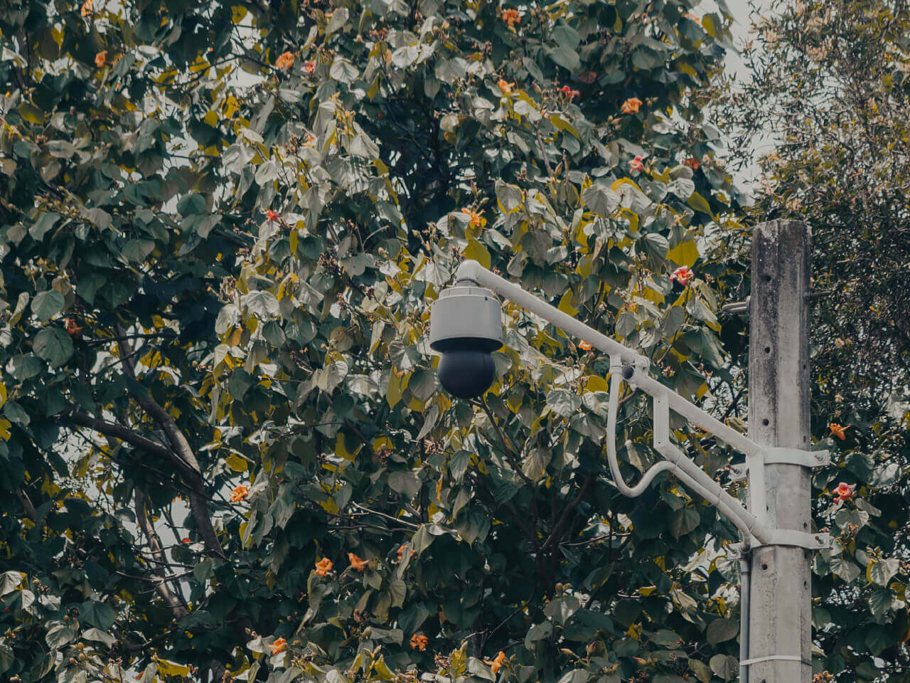 ¿Cómo ha crecido la visualización de nuestro cctv?