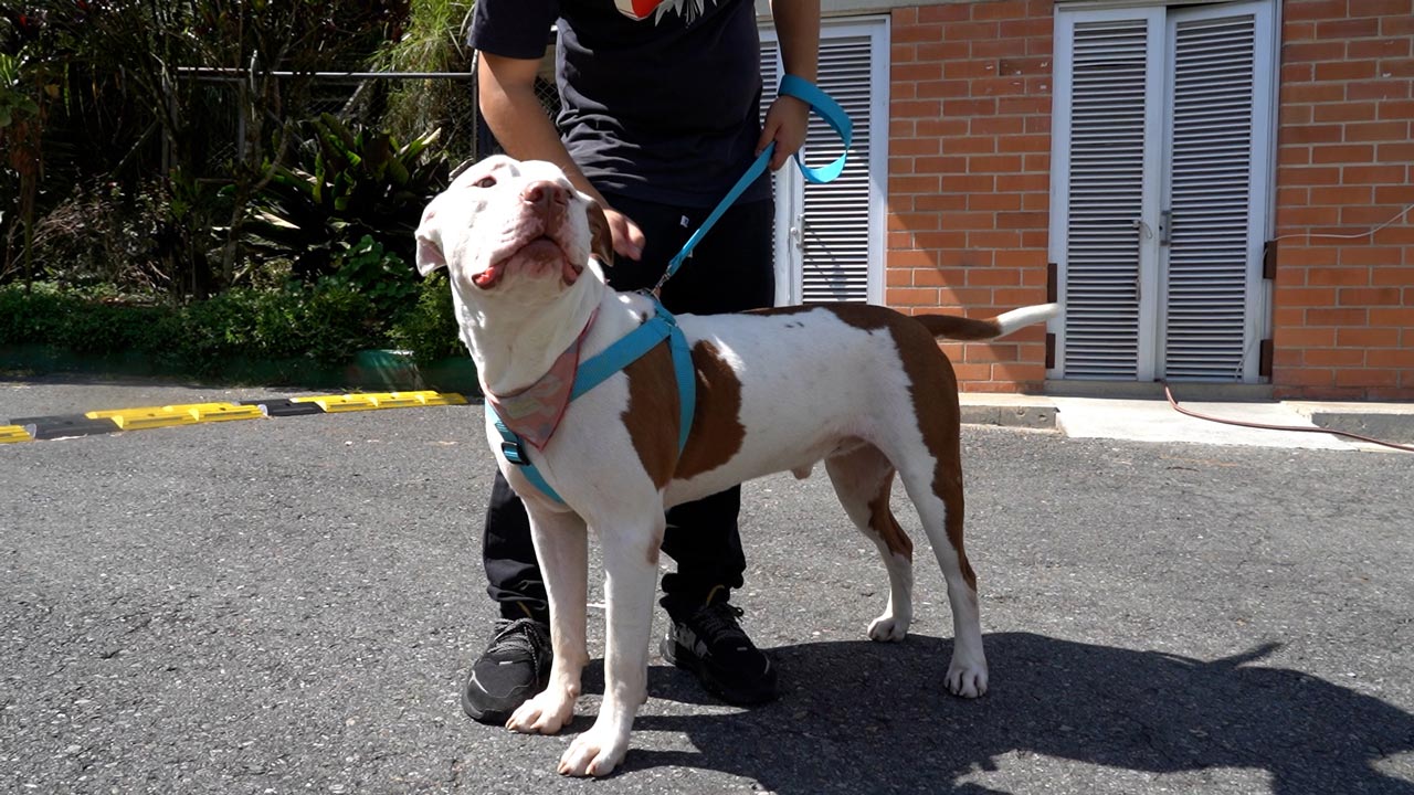 Medellín inicia censo para el registro de animales de cuidado especial y animales de compañía