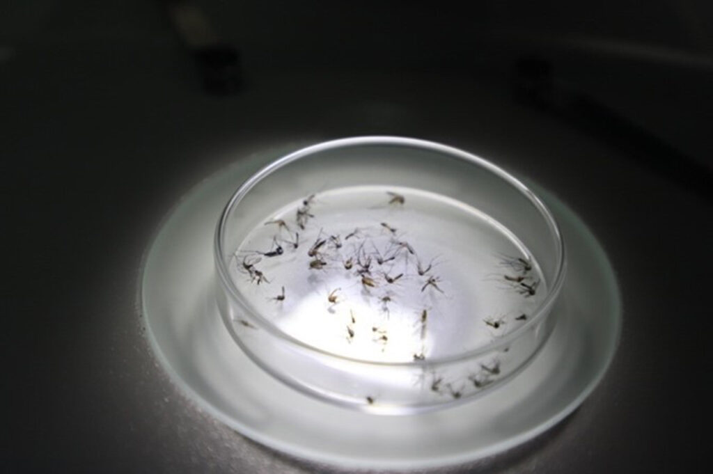 Prevención del dengue en Medellín