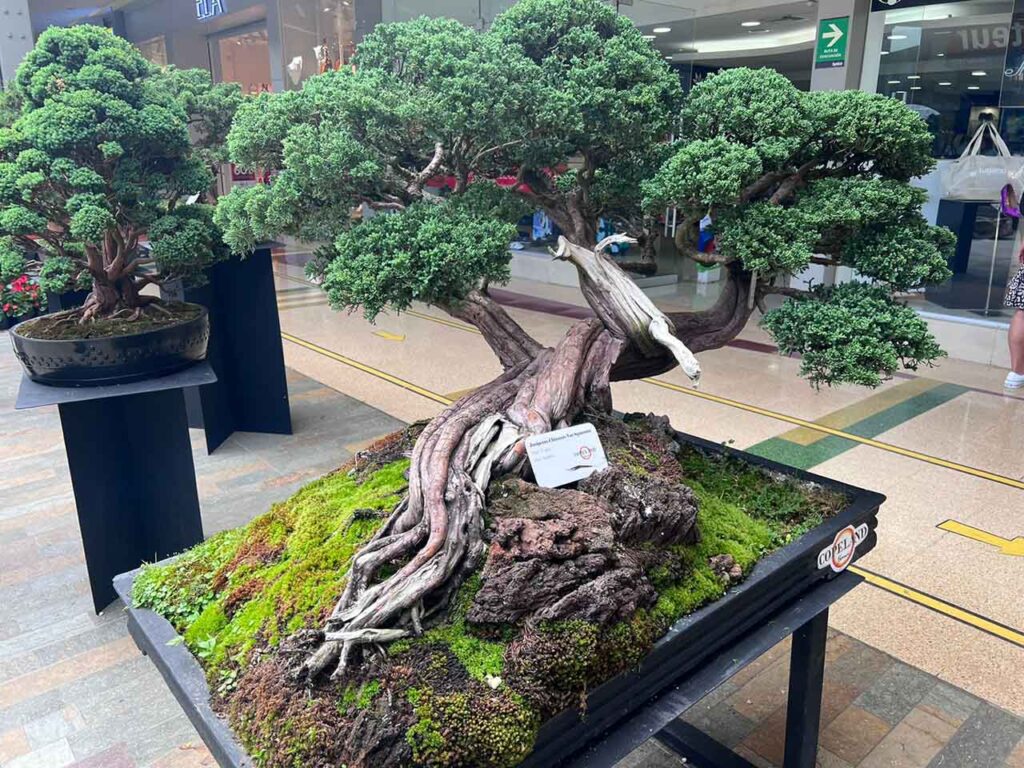 Exposición Bonsái Florece - Centro Comercial Sandiego
