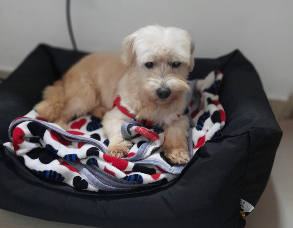 Animal de compañía de DIM Giraldo Zuluaga.