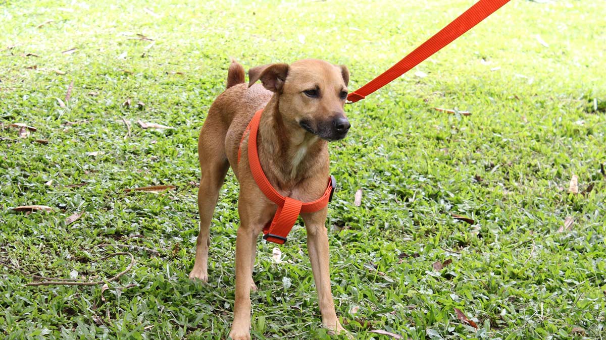 Prevención Golpes de calor en animales