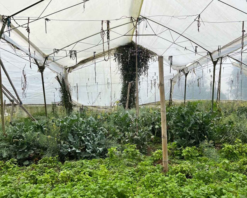 Campesinos de Medellín y agroecología