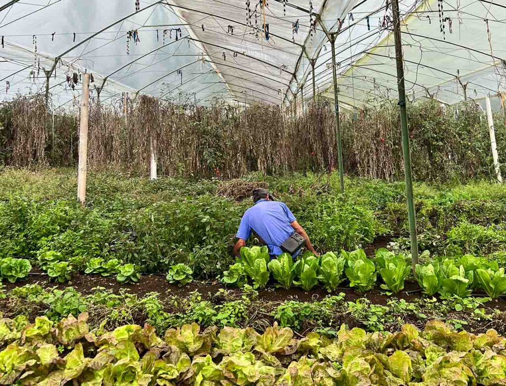 Campesinos de Medellín y agroecología
