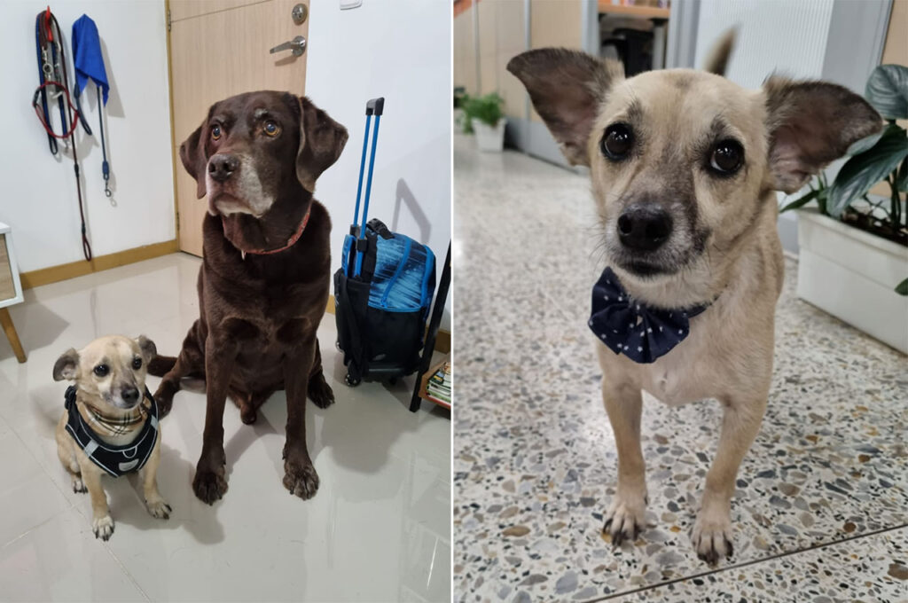 Animal de compañía