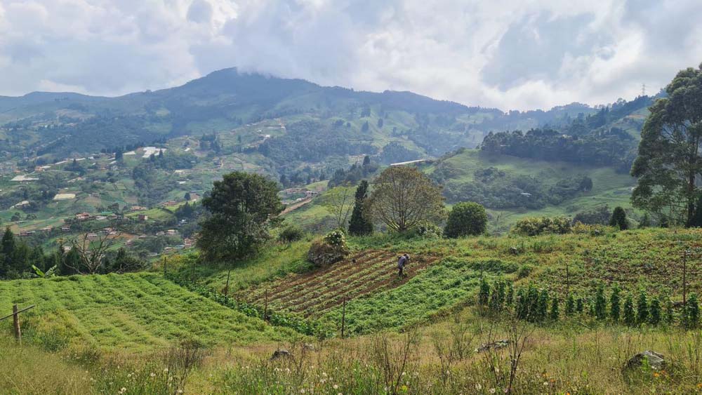 Corregimientos Cultivo