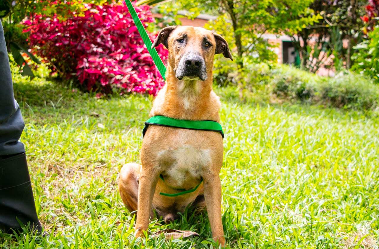 Scooby, un canino de siete años, tranquilo y muy cariñoso, busca una familia que lo adopte