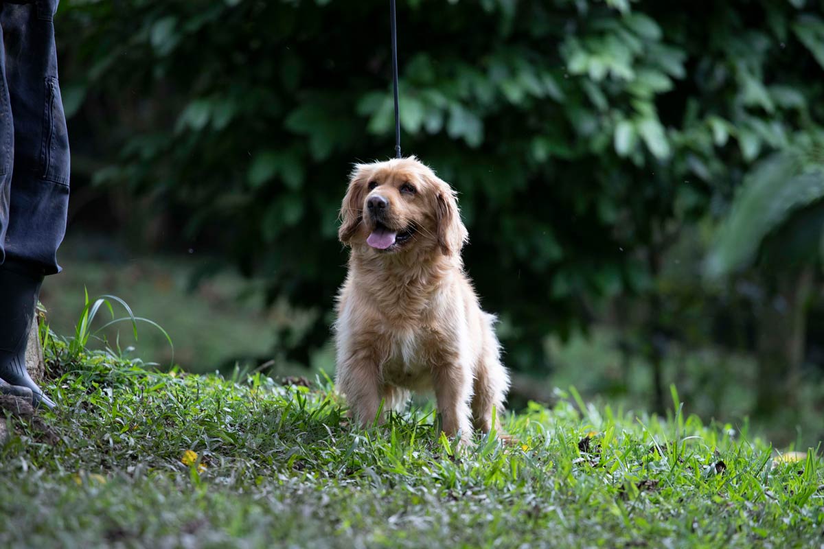 Jornada de adopciones