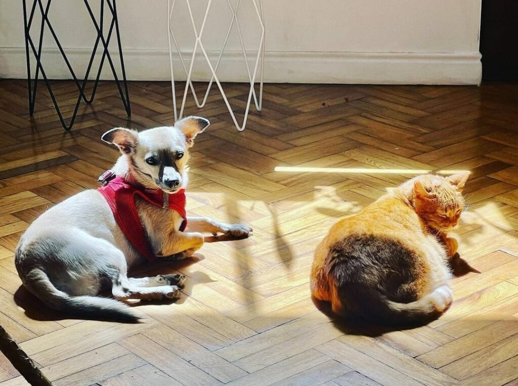 Mascota de compañía