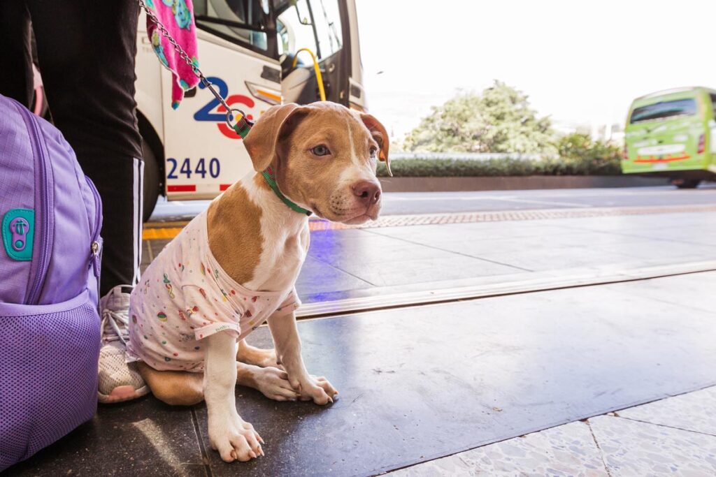 Mascota de compañía