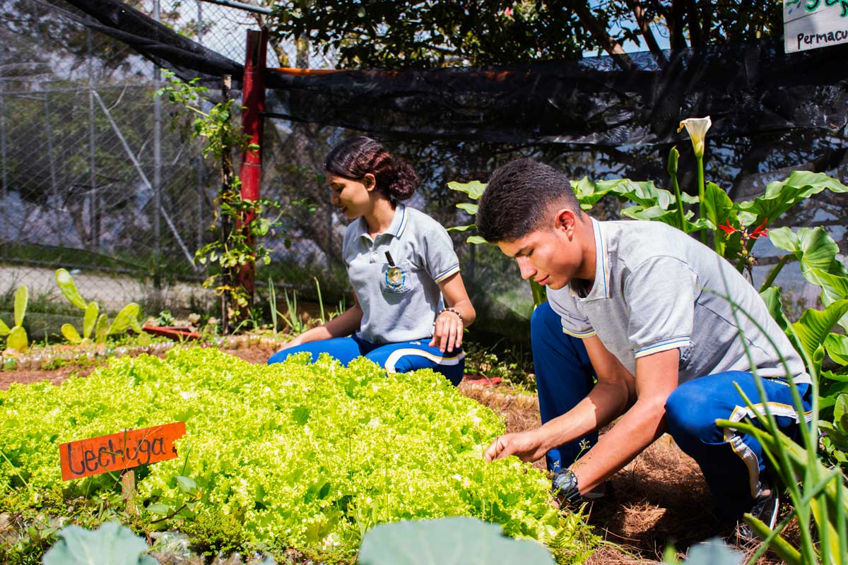 Insumos para huertas