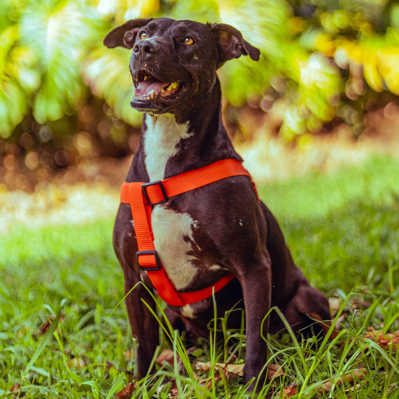 El Distrito entrega recomendaciones para viajar con animales de compañía en Semana Santa El Distrito entrega recomendaciones para viajar con animales de compañía en Semana Santa