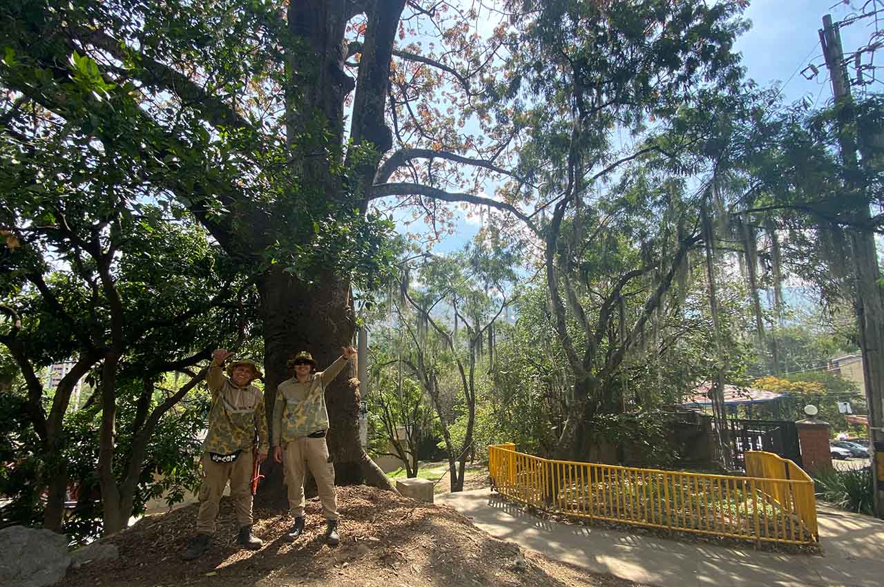 Medellín es Ciudad Árbol