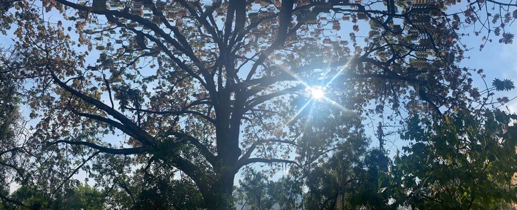 Medellín es Ciudad Árbol