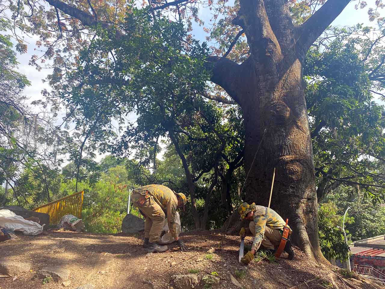 Medellín es Ciudad Árbol
