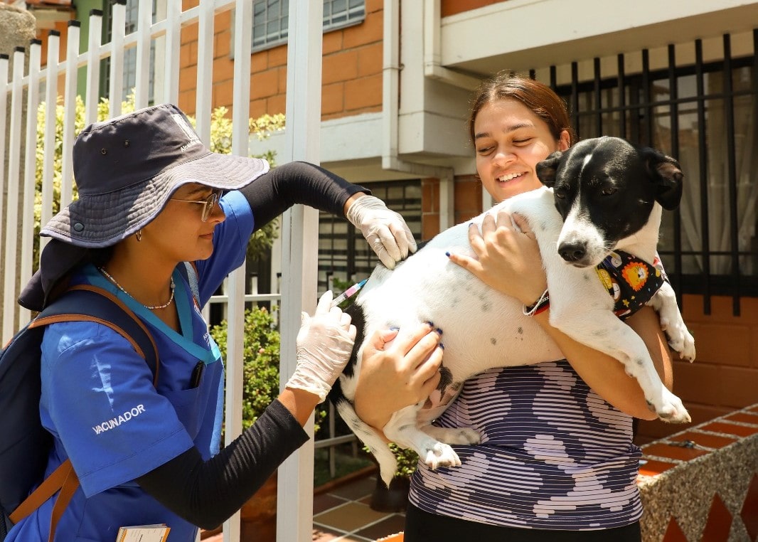 La vacunación de perros y gatos es clave para evitar el virus de la rabia en humanos