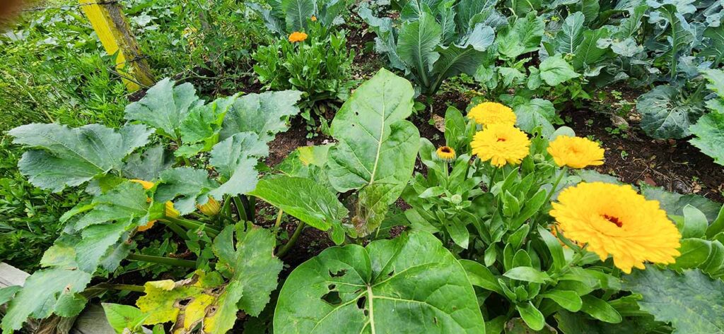 Proyecto Huertas para el Autoconsumo