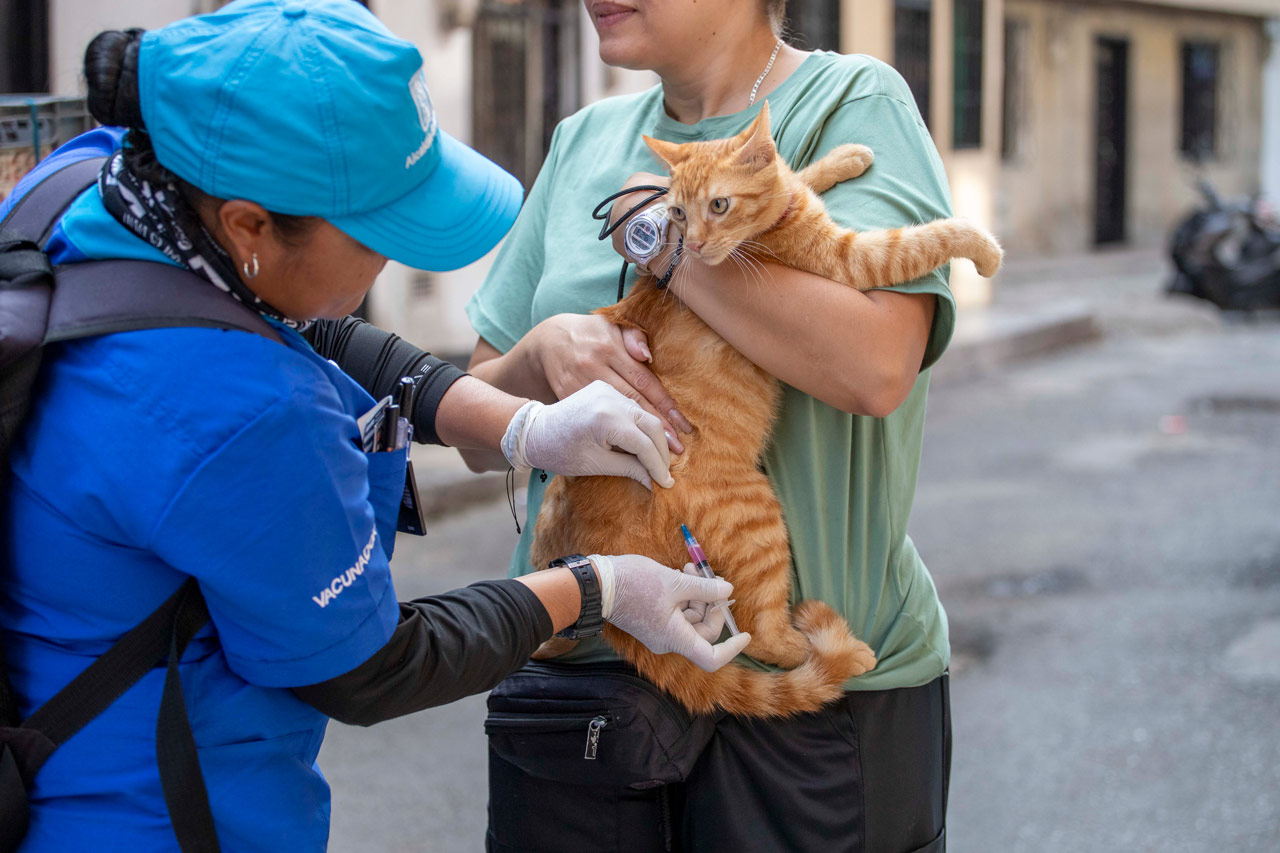 ABC Mordeduras de animales