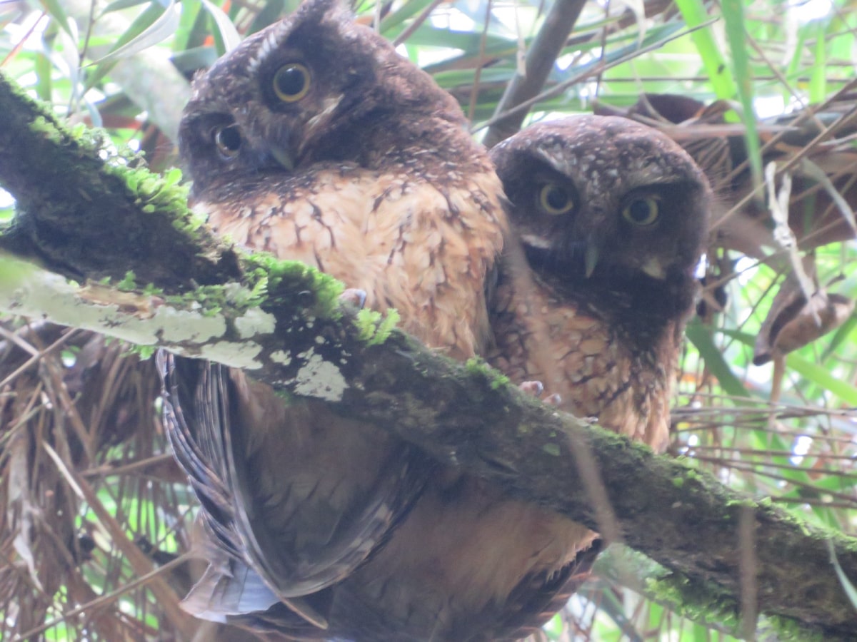 El Distrito realizó siembra de 10.000 árboles en cuatro cerros tutelares, en conmemoración del Día Nacional de la Vida Silvestre