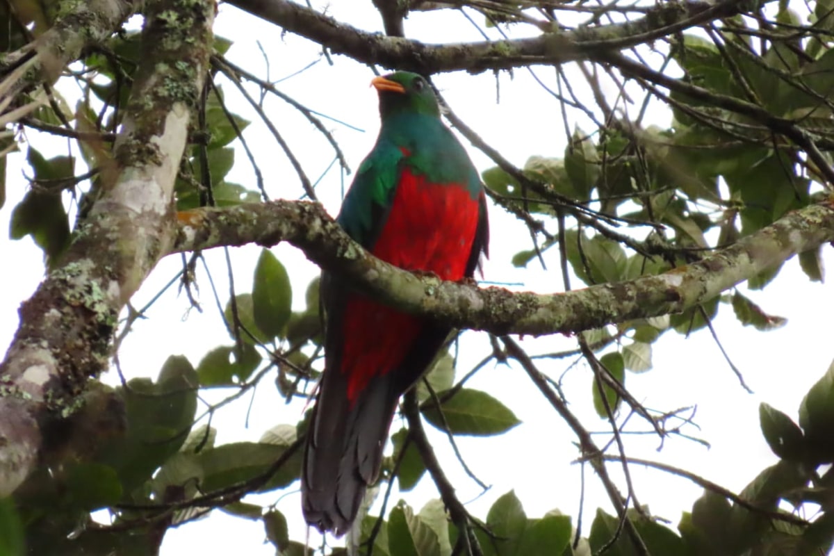 El Distrito realizó siembra de 10.000 árboles en cuatro cerros tutelares, en conmemoración del Día Nacional de la Vida Silvestre