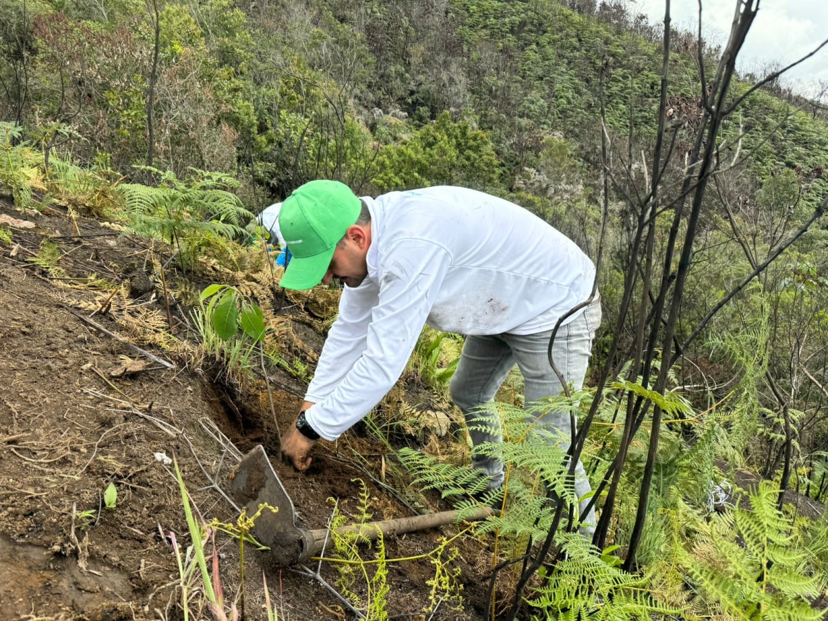 El Distrito realizó siembra de 10.000 árboles en cuatro cerros tutelares, en conmemoración del Día Nacional de la Vida Silvestre