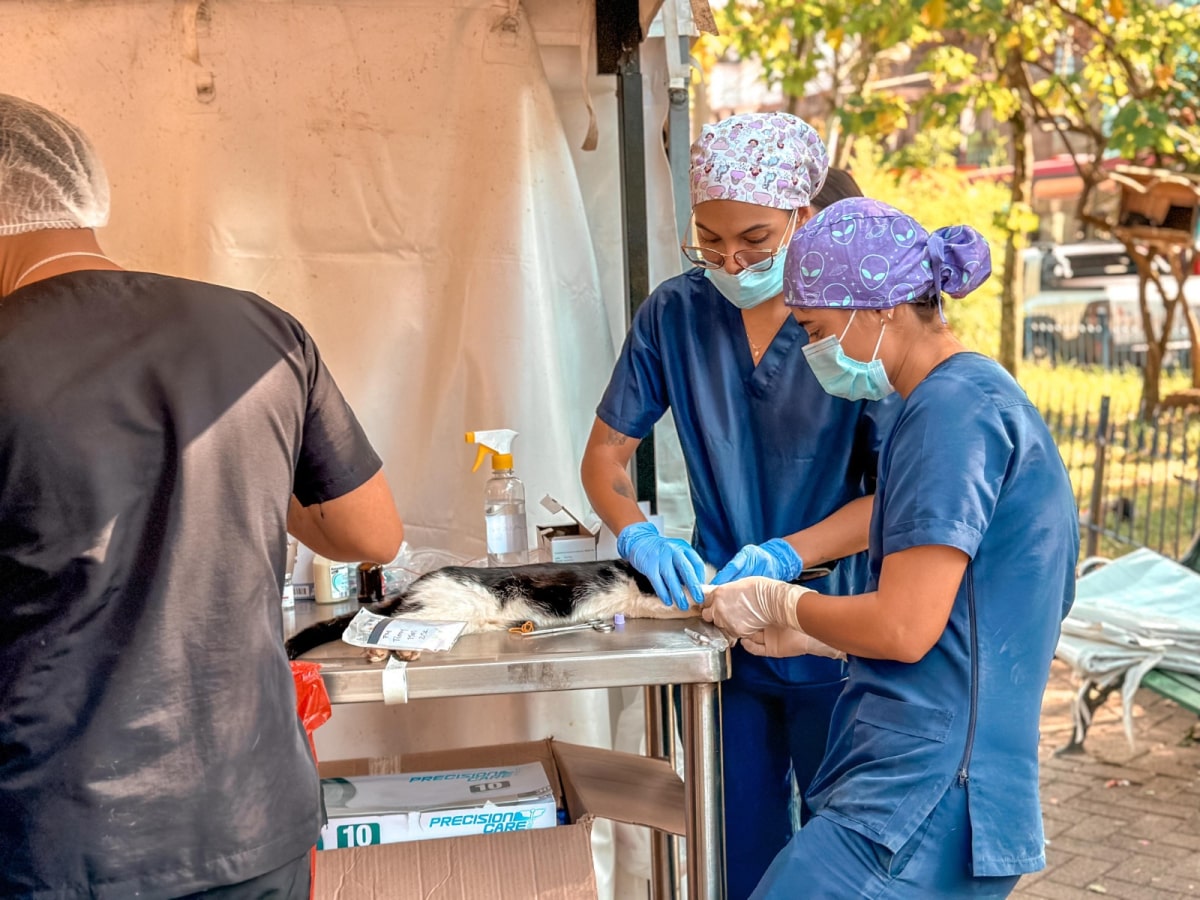 Más de 14.000 caninos y felinos serán esterilizados en jornadas gratuitas en Medellín