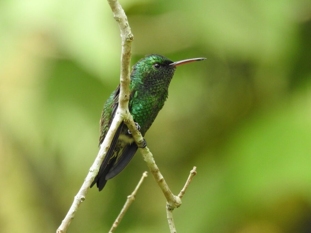 El Distrito consolida alianza para fortalecer acciones de protección de la diversidad natural