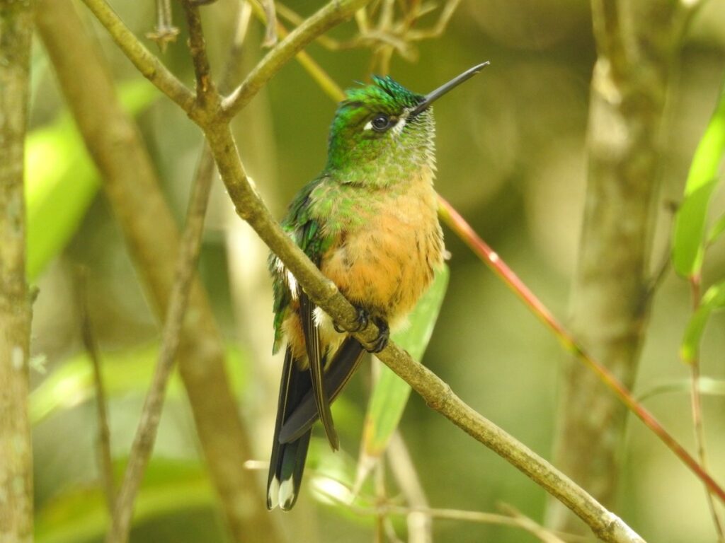 El Distrito consolida alianza para fortalecer acciones de protección de la diversidad natural