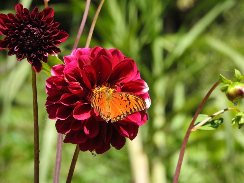 El Distrito consolida alianza para fortalecer acciones de protección de la diversidad natural