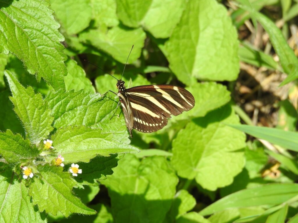 El Distrito consolida alianza para fortalecer acciones de protección de la diversidad natural