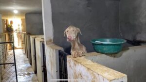 En Medellín han sido aprehendidos 134 animales domésticos en condiciones de maltrato durante 2024