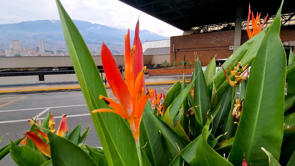 Jardinero Terminales Medellín