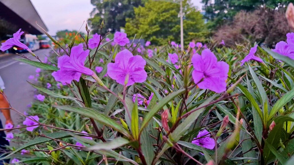 Jardinero Terminales Medellín