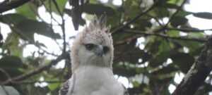 Medellín le apuesta a convertirse en distrito libre de fauna silvestre en cautiverio