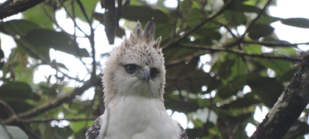 Medellín le apuesta a convertirse en distrito libre de fauna silvestre en cautiverio