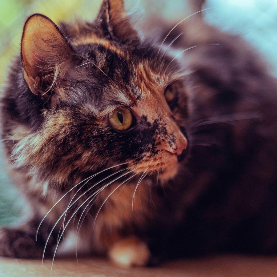 Medellín le apuesta a convertirse en distrito libre de fauna silvestre en cautiverio